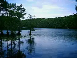 Jezero Caddo Lake