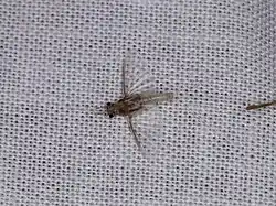 Dospělec Caenidae sp.