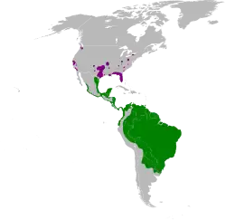 Areál rozšíření