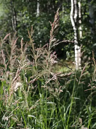 popis obrázku chybí