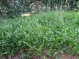 popis obrázku chybí