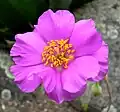 Rozestálka velkokvětá (Calandrinia grandiflora)