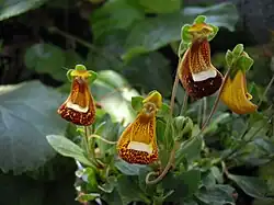 Calceolaria 'Walter Shrimpton'