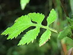 List Calceolaria mexicana