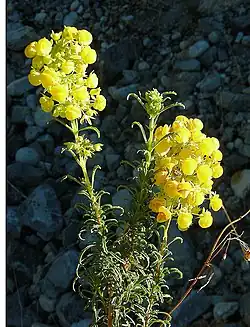 Hustá květenství Calceolaria thyrsiflora