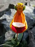 Květ pantoflíčku Calceolaria uniflora