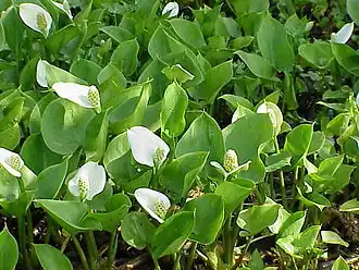 Ďáblík bahenní (Calla palustris)