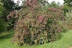 Krásnoplodka Bodinierova jako parková solitéra