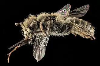 Včela Calliopsis nebraskensis z podrodu Verbenapis