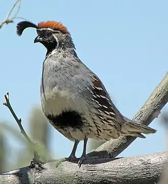 alternativní popis obrázku chybí