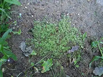 alternativní popis obrázku chybí