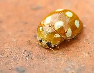 alternativní popis obrázku chybí