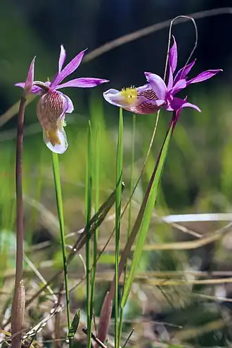 alternativní popis obrázku chybí