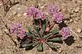 Calyptridium monospermum
