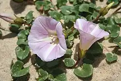 Kosmopolitně se vyskytující Calystegia soldanella nejčastěji roste na pobřežních písčinách
