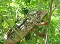 Chameleon obrovský ve městě Ambalavao na Madagaskaru
