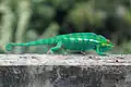 Samec chameleona pardálího na ostrově Réunion