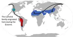 Původ, migrace a rozšíření