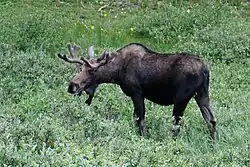 Velký pasoucí se samec losa