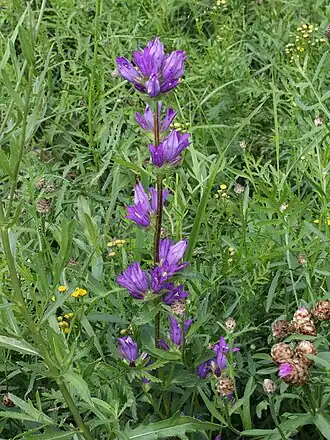 alternativní popis obrázku chybí