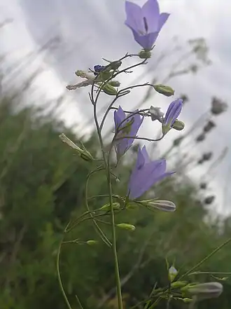 alternativní popis obrázku chybí