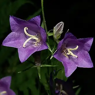 alternativní popis obrázku chybí