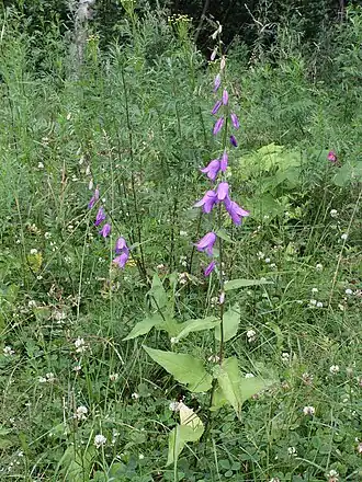 alternativní popis obrázku chybí