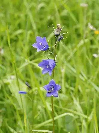 alternativní popis obrázku chybí