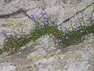 alternativní popis obrázku chybí