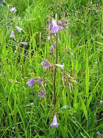 alternativní popis obrázku chybí