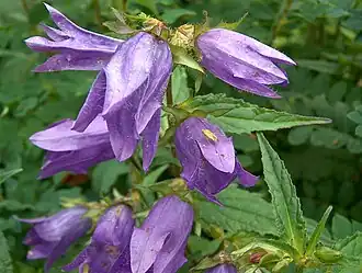 alternativní popis obrázku chybí