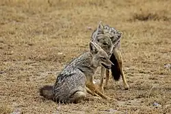 Na fotografii jsou dva jedinci vlka afrického, jeden sedí a druhý ho očichává nebo olizuje