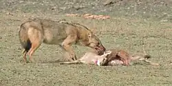 Šakal požírající svoji kořist
