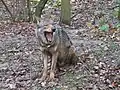 Vlk iberský (Canis lupus signatus)