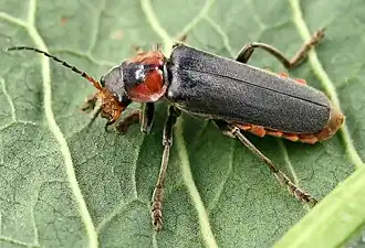 alternativní popis obrázku chybí