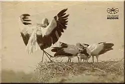 Albuminové fotografie čápů z roku 1884 inspirovaly leteckého průkopníka Otto Lilienthala k experimentálním letům kluzákem.