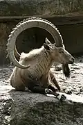 Capra ibex ibex