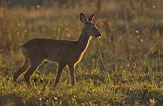 alternativní popis obrázku chybí