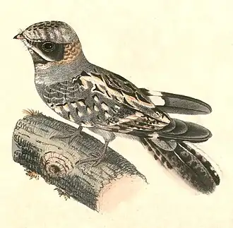 Thomas Hardwicke, 1830–1832