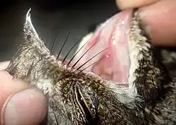 Detail hlavy s otevřeným zobákem a dobře patrnými štětinami u jeho kořene