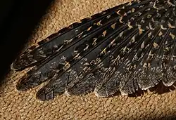 Detail křídla samice