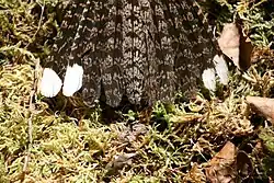 Detail ocasu samce s bílými špičkami vnějších rýdovacích per