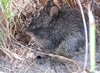 alternativní popis obrázku chybí