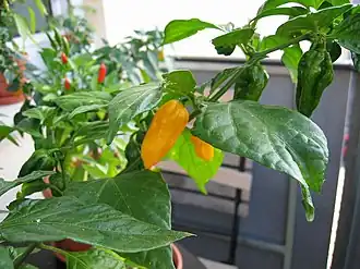 alternativní popis obrázku chybí