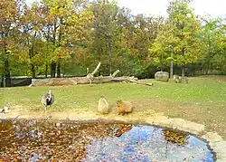 Capybaras, ZOO Brno