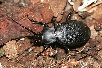 Carabus coriaceus – střevlík kožitý