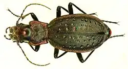 střevlík nepravidelný