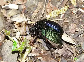 alternativní popis obrázku chybí