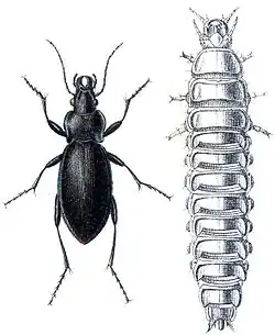 Carabus violaceus – střevlík fialový a jeho larva