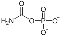Strukturní vzorec deprotonizovaného karbamoylfosfátu